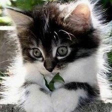 Схема вышивки «№2521507»