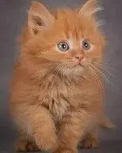 Схема вышивки «№2521522»