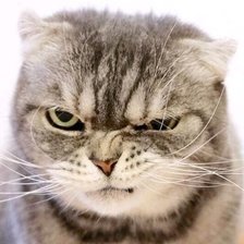 Схема вышивки «№2521544»