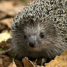 Схема вышивки «№2521549»