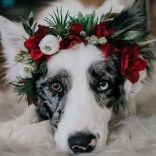 Схема вышивки «№2521583»