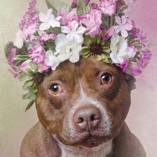 Схема вышивки «№2521768»