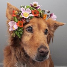 Схема вышивки «№2521769»