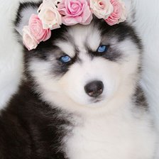 Схема вышивки «№2521770»