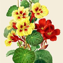 Схема вышивки «Настурция»