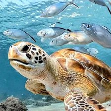 Схема вышивки «mar du»