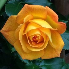 Схема вышивки «№2522638»