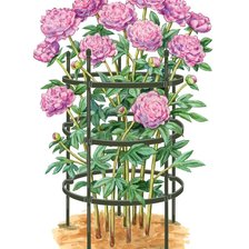 Схема вышивки «Пионы»