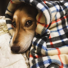 Схема вышивки «Кира»