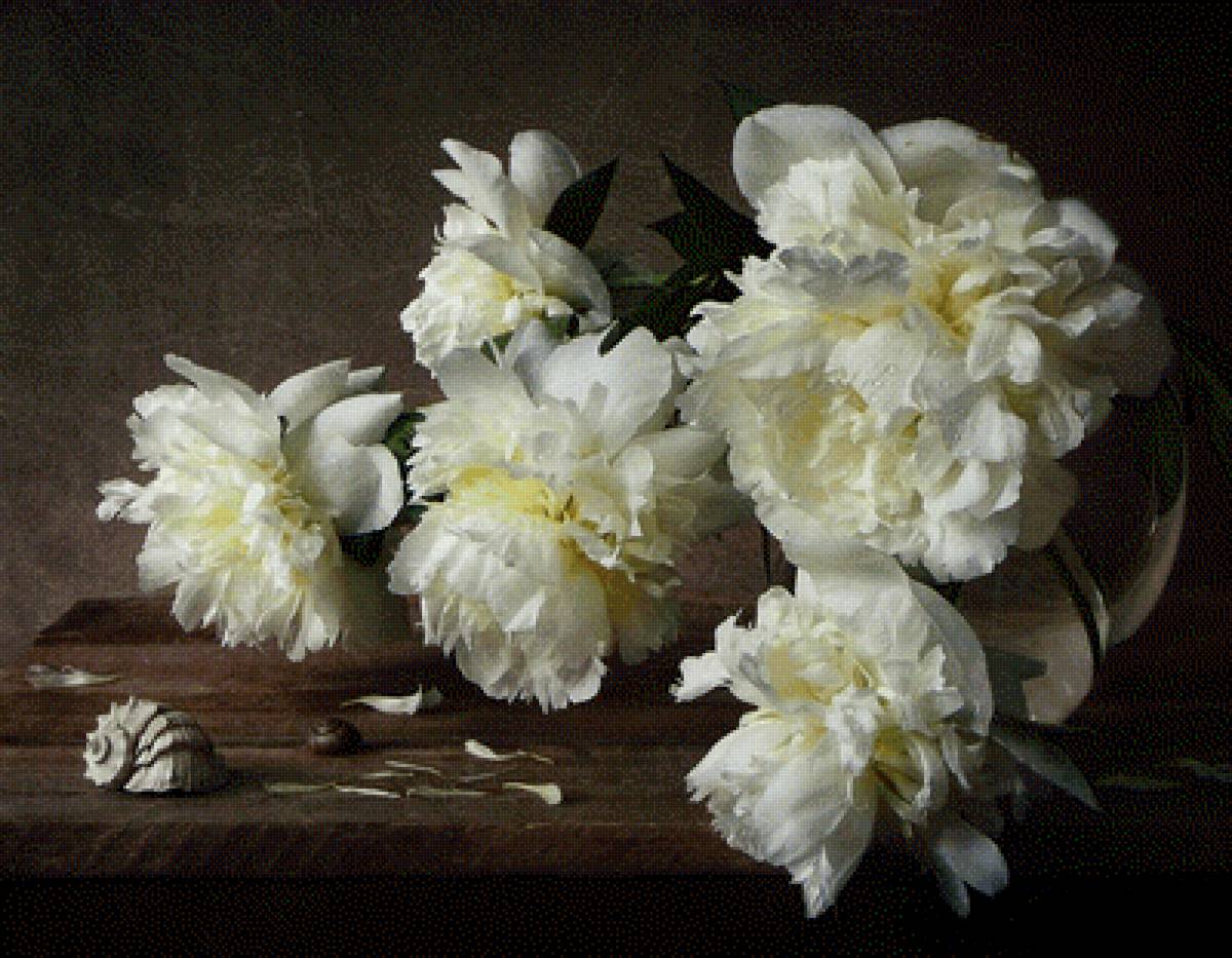 Пионы - букет, пионы, натюрморт, цветы - предпросмотр