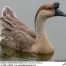 Схема вышивки «№2523149»