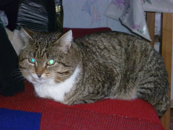 кот - кот - оригинал