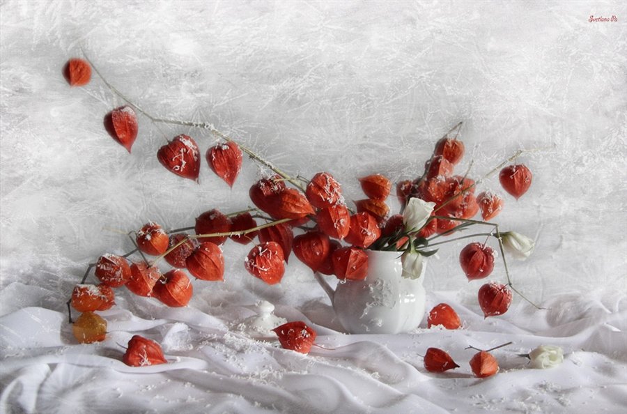 Зимний букет - физалис, натюрморт - оригинал