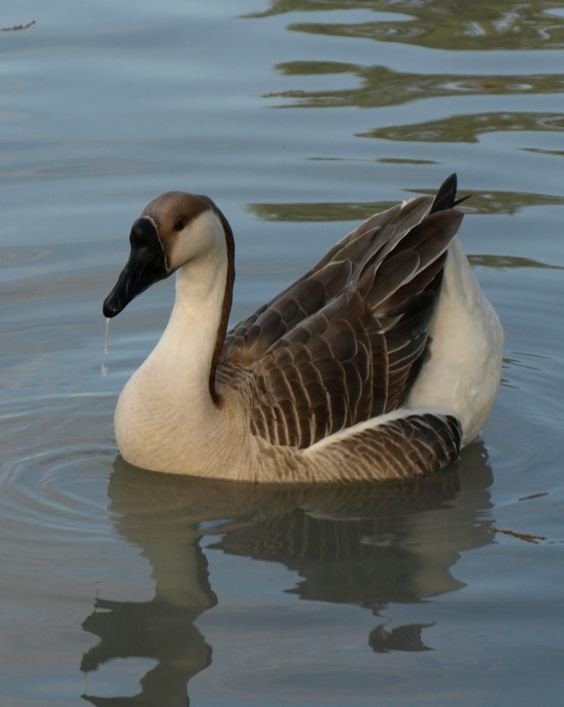 №2523642 - оригинал