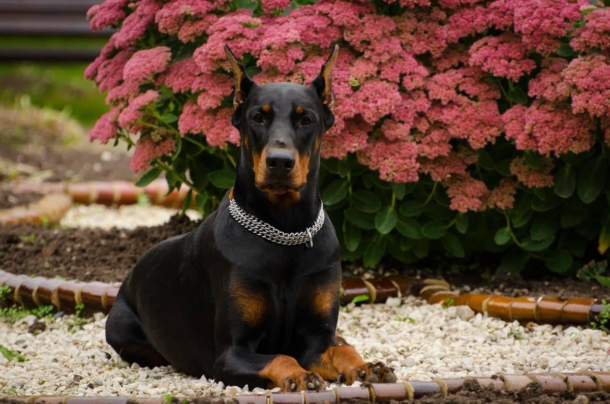 Доберман Ювелира из Зоосферы - красивая собака, собака, доберман, добер - оригинал