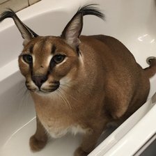 Схема вышивки «шлепа в ванне»