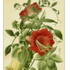 Схема вышивки «№2524476»