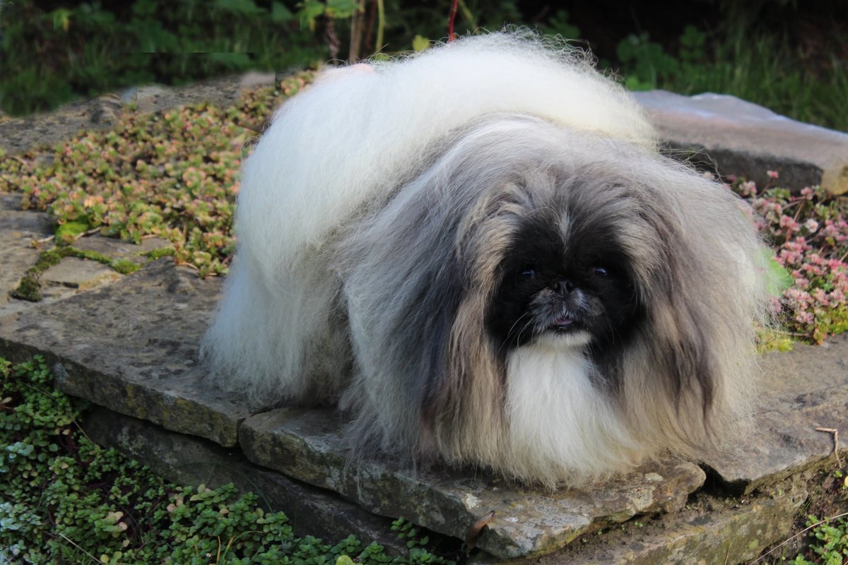 Пекинесс - пекинесс - оригинал