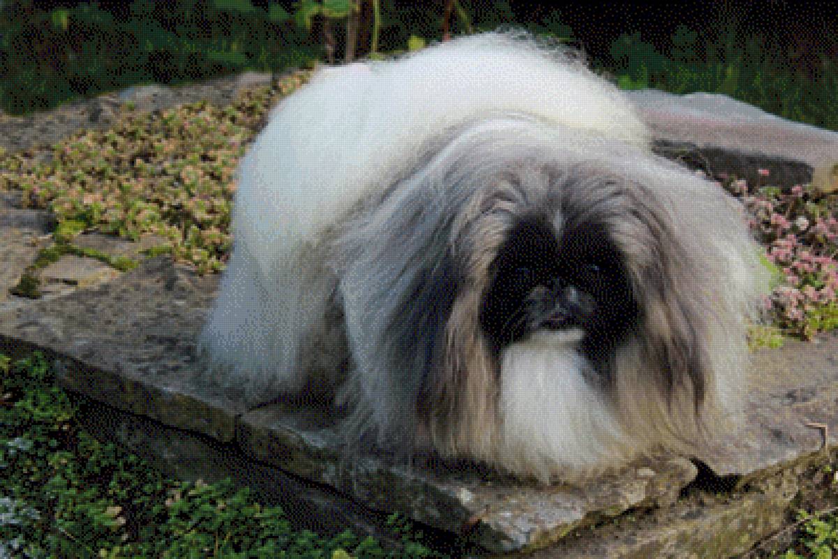 Пекинесс - пекинесс - предпросмотр