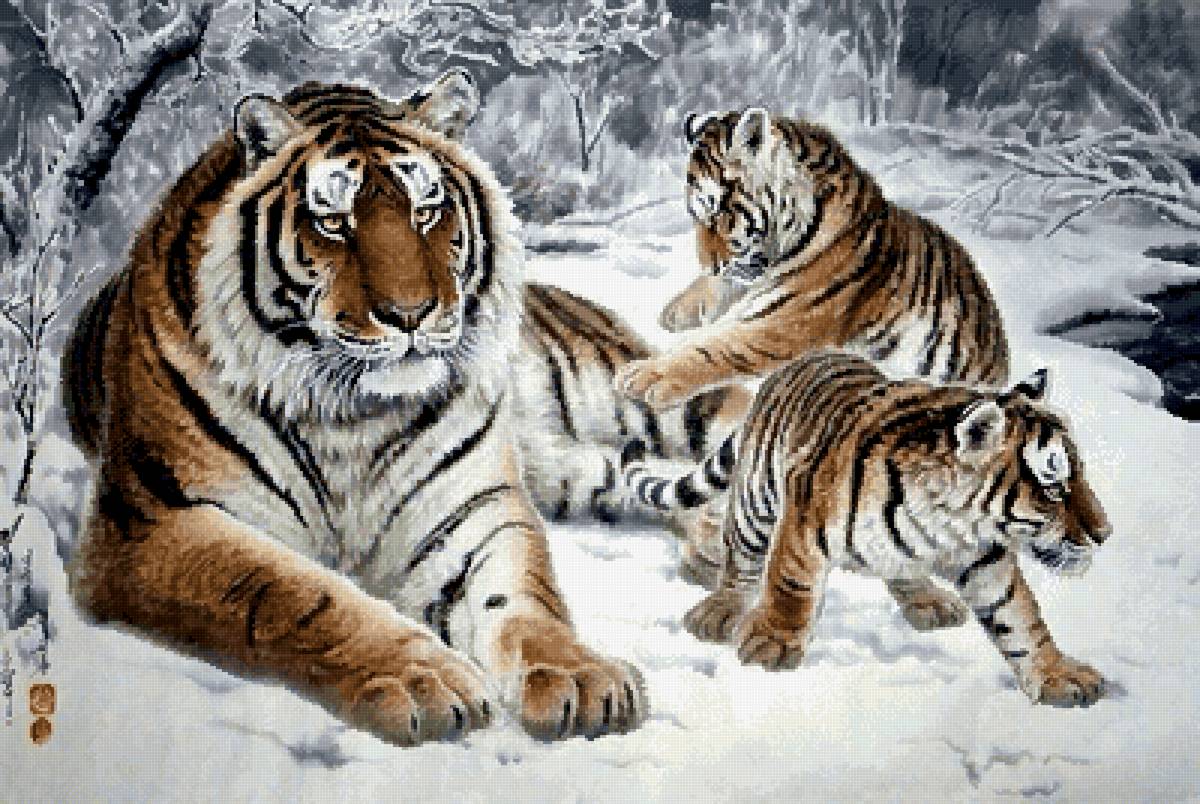 Тигры - дикие хищные кошки, тигры, животные, тигр - предпросмотр