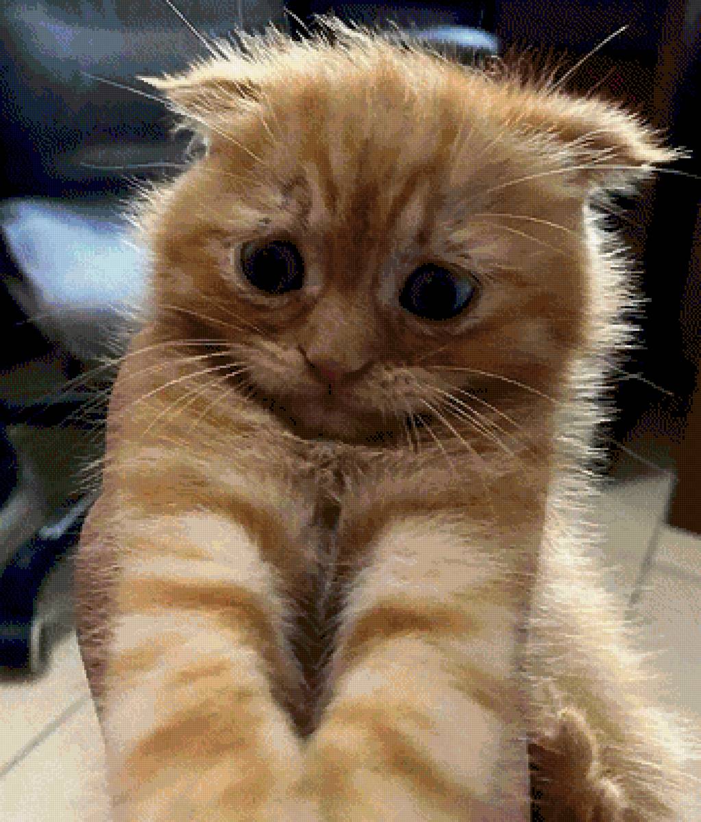 Засмущался - котик - предпросмотр