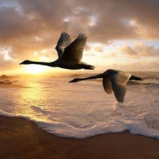 Гуси-лебеди