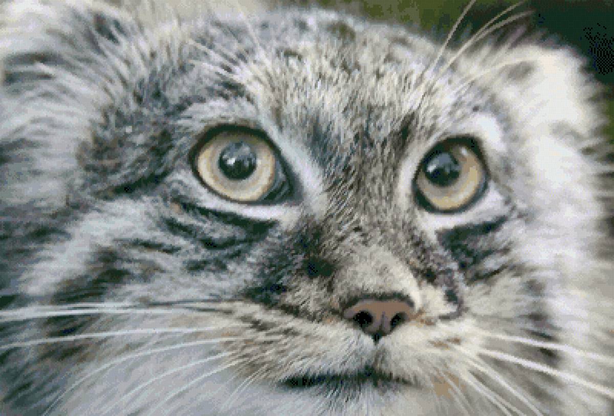 Кот - кот - предпросмотр