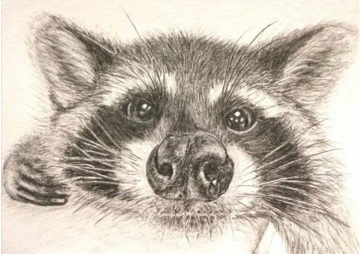 Енот - оригинал