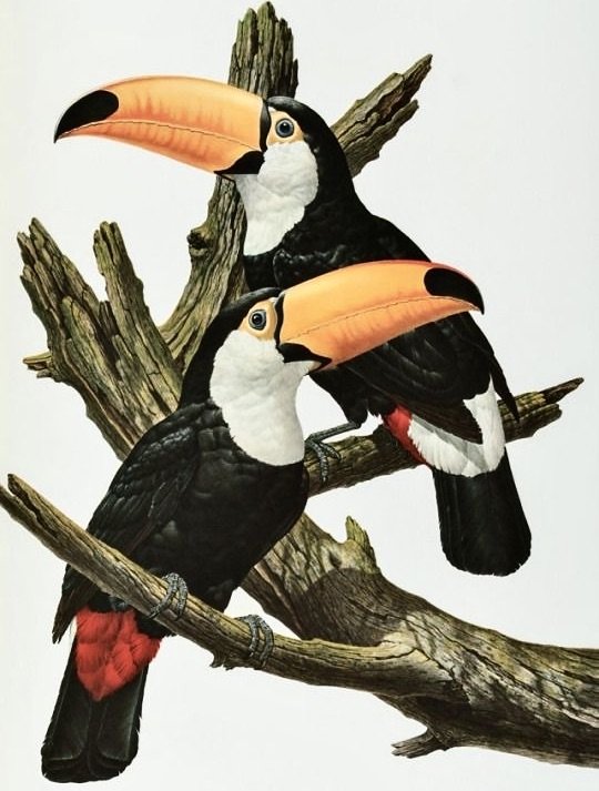 смешная парочка - птицы, природа - оригинал