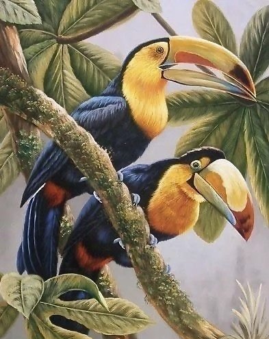 птицы тукан - тропики, природа, птицы - оригинал