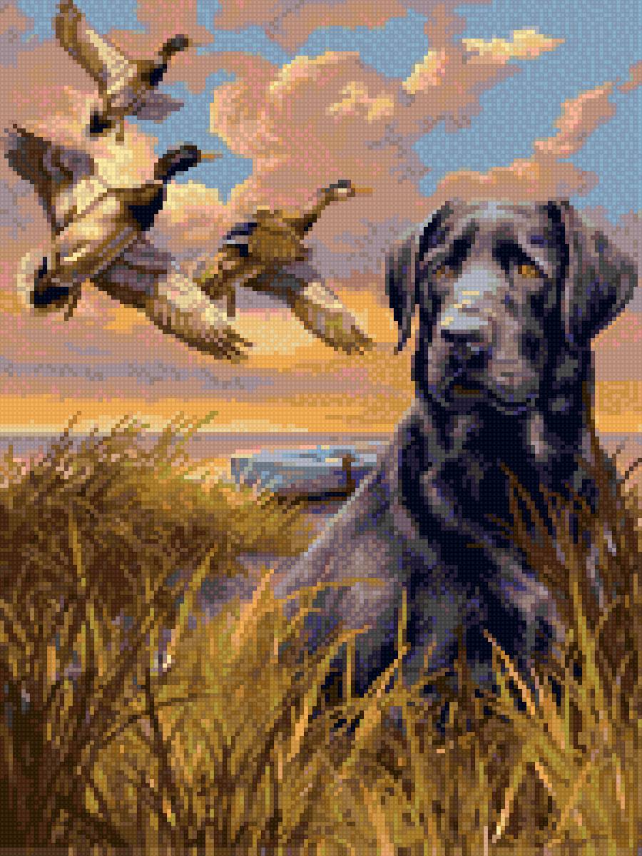 Лабрадор - лабрадор утки - предпросмотр