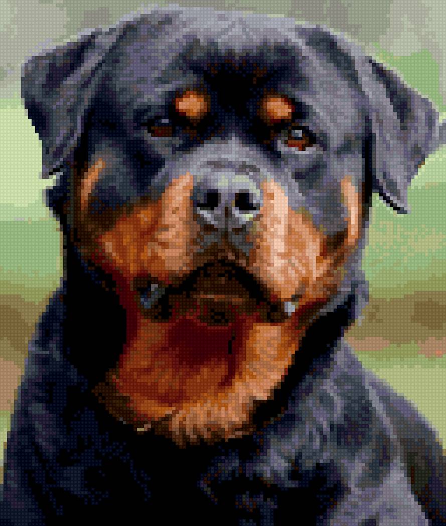 Ротвейлер папа - ротвейлер - предпросмотр