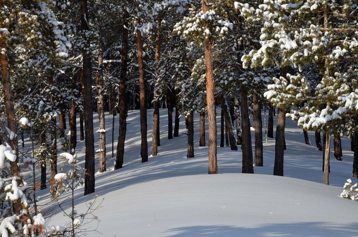 Зимний лес - лес, зима - оригинал