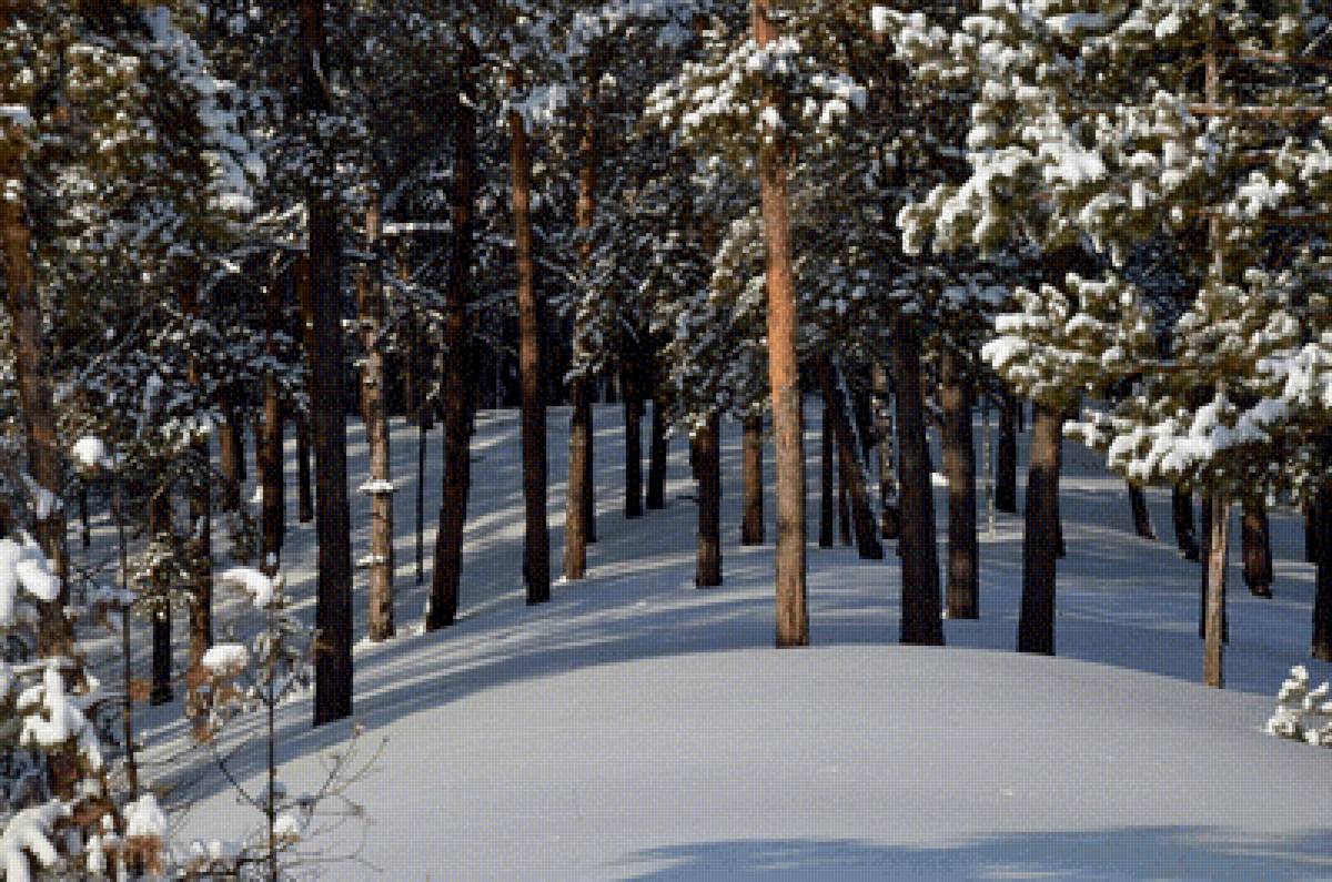 Зимний лес - зима, лес - предпросмотр