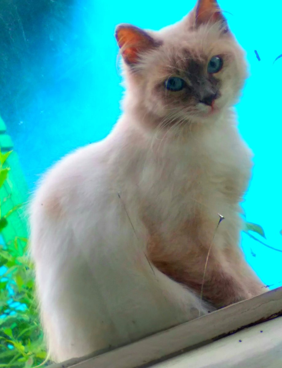 мой кот пушистик - кот, мой, пушистик - оригинал