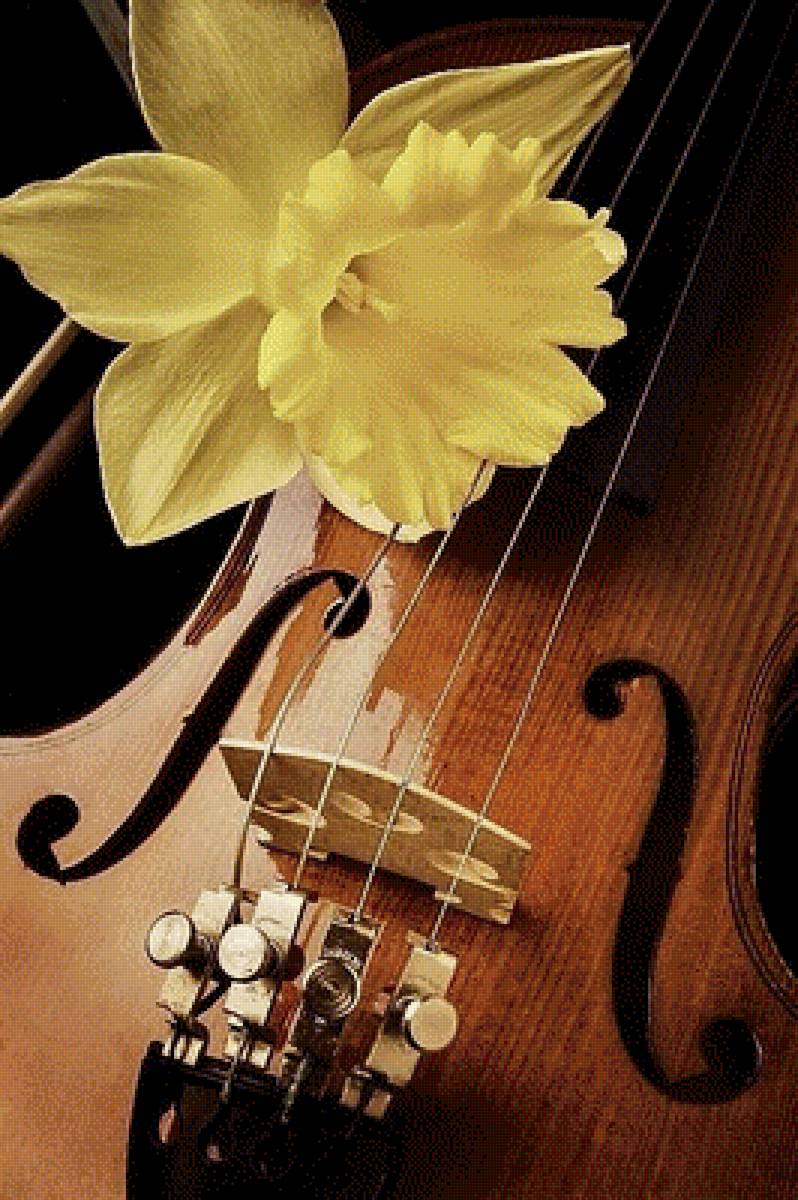 скрипка и нарцисс - цветы, скрипка, натюрморт - предпросмотр