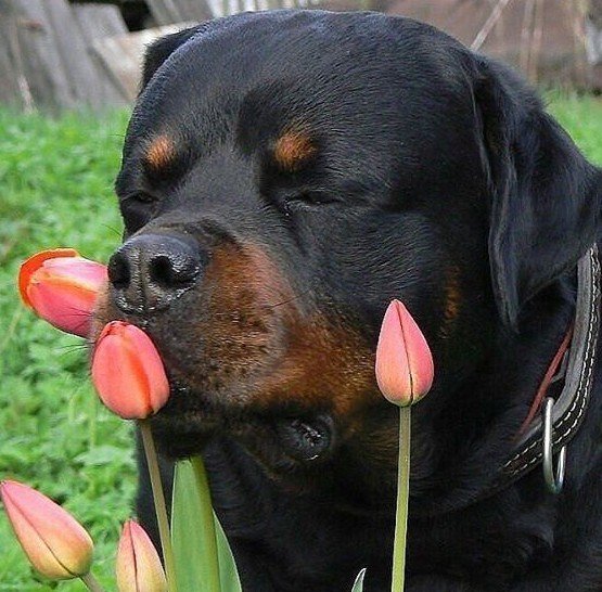 Ротвейлер мама - ротвейлер - оригинал