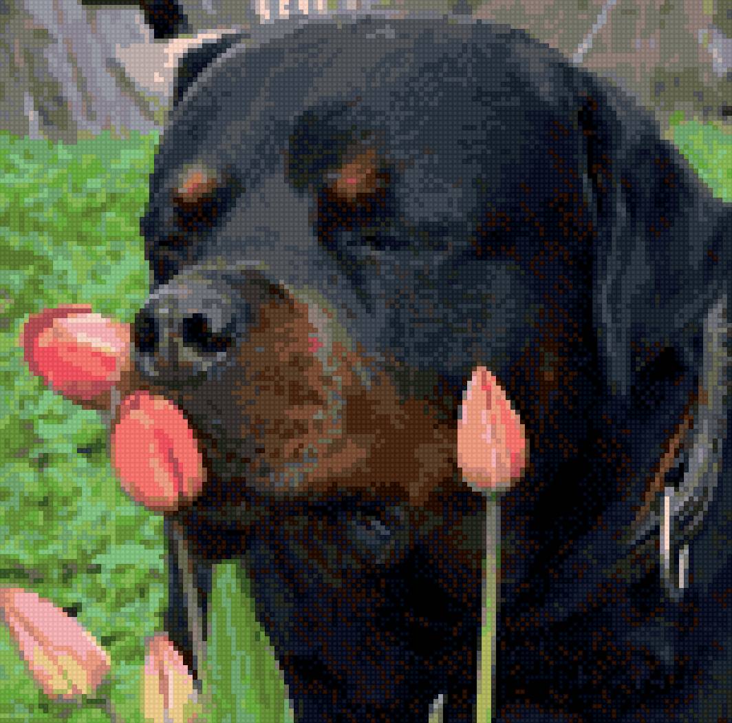 Ротвейлер мама - ротвейлер - предпросмотр