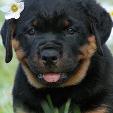 Схема вышивки «Ротвейлер дочка»