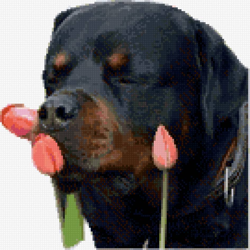 Ротвейлер мама3 - ротвейлер - предпросмотр