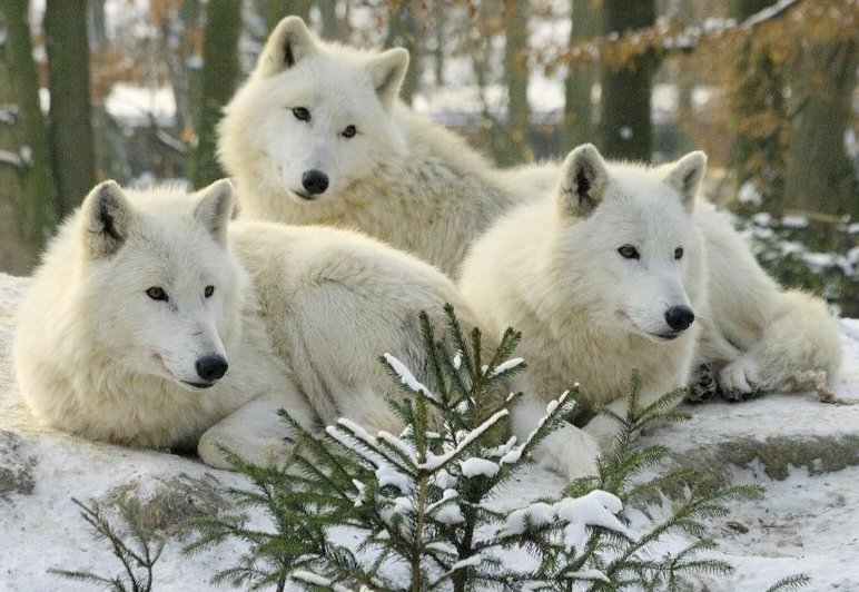 Волки - волки - оригинал