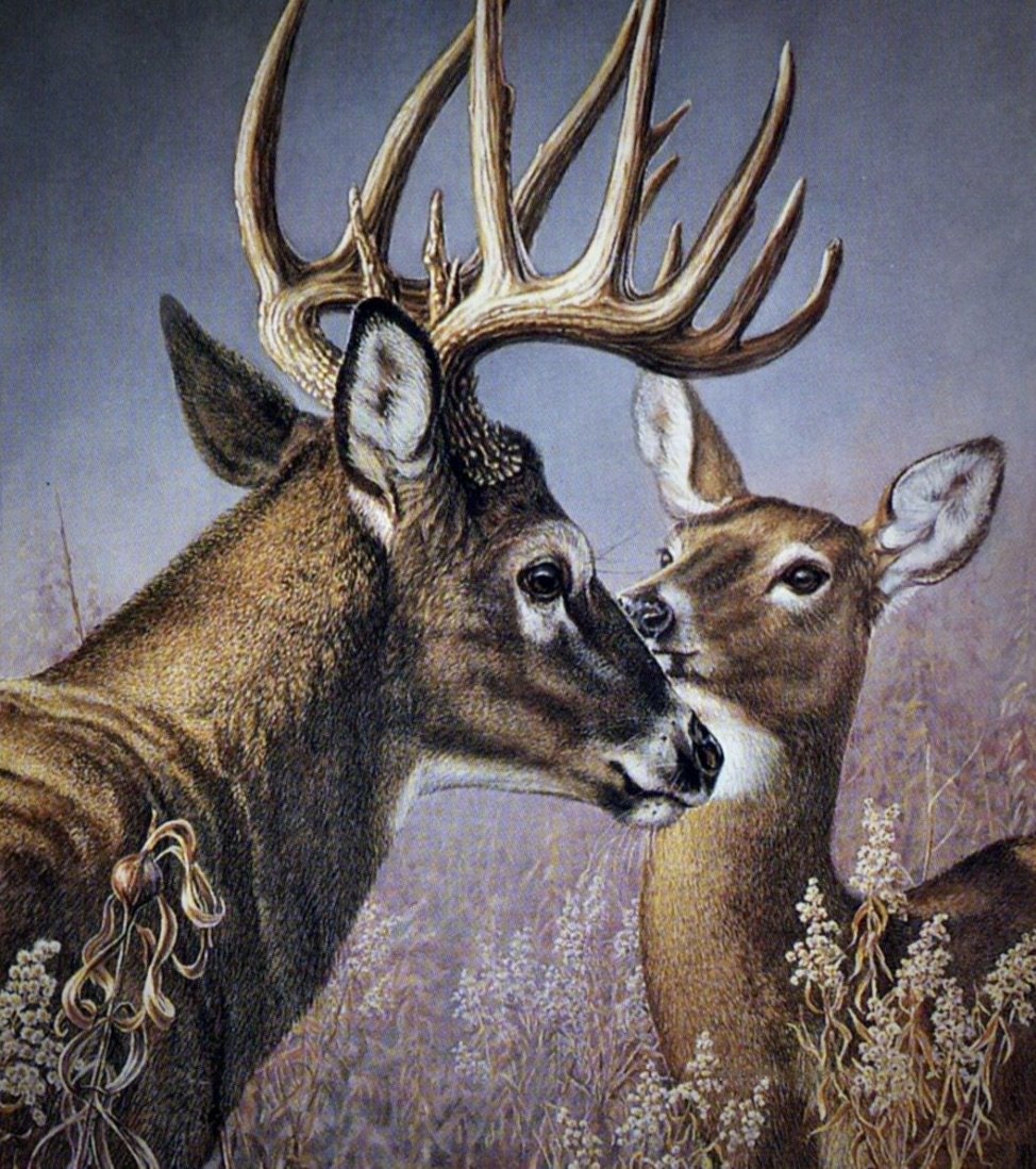 жизнь продолжается - олени, животные, природа - оригинал