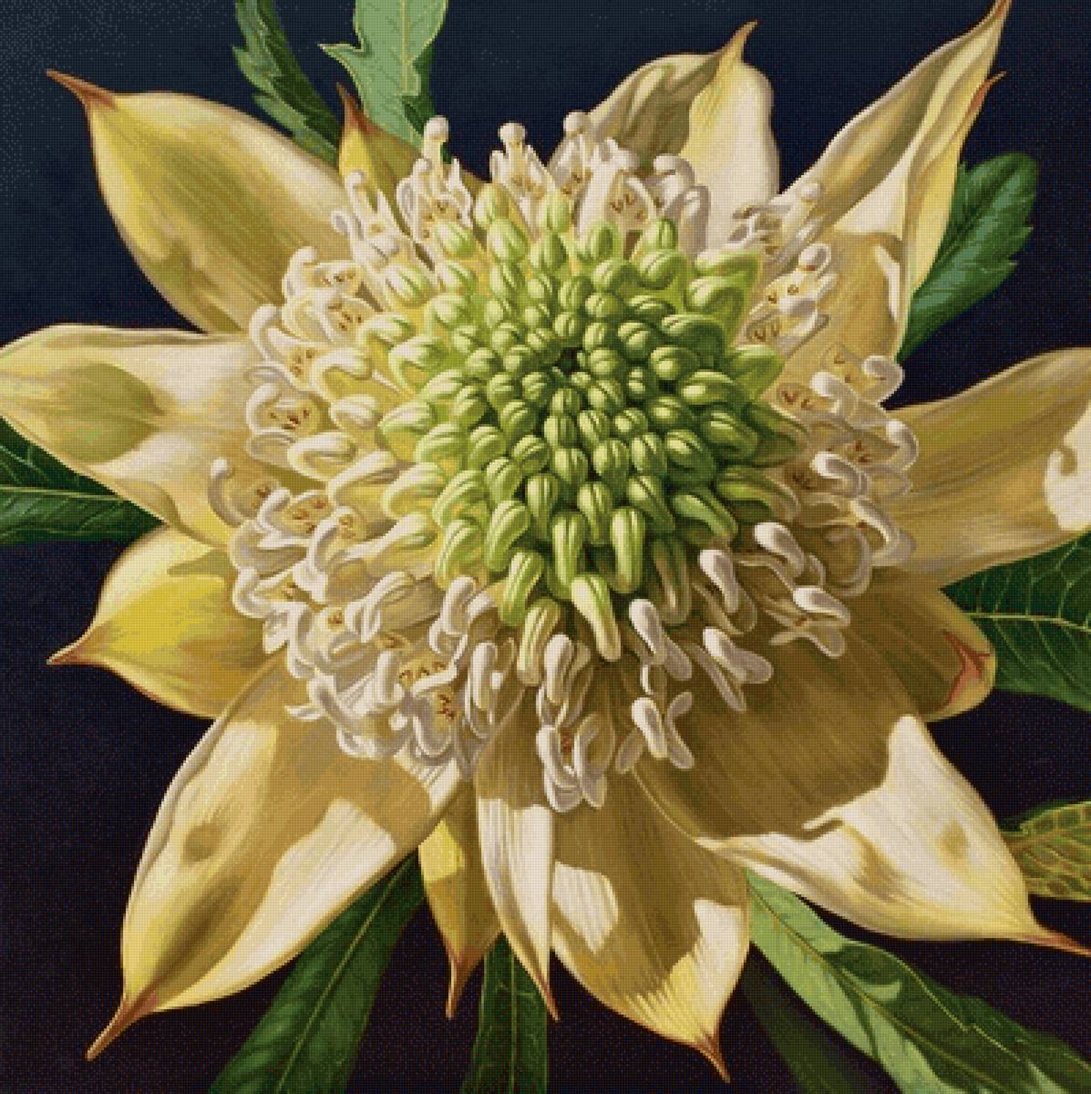 цветок - цветы, растения - предпросмотр