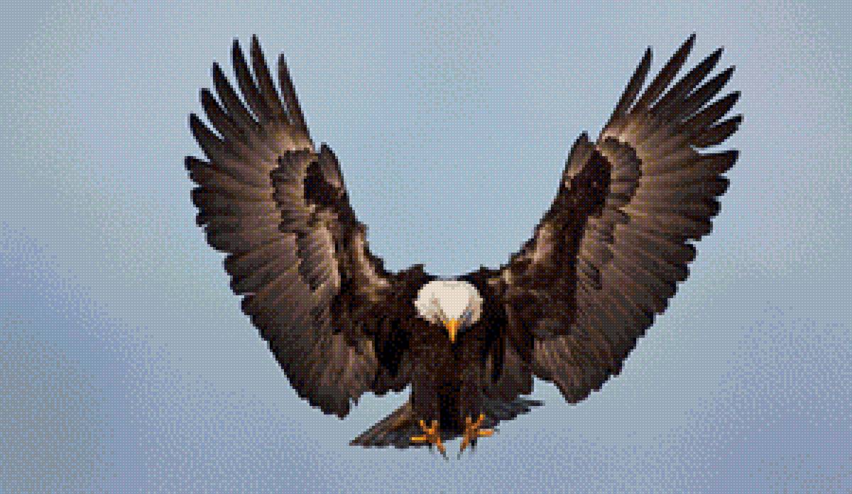 Орел - небо, орел, птица - предпросмотр