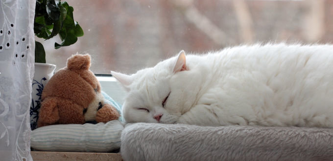 Спят усталые игрушки - игрушка, кот, мишка - оригинал