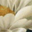 Предпросмотр схемы вышивки «белая хризантема» (№2530135)