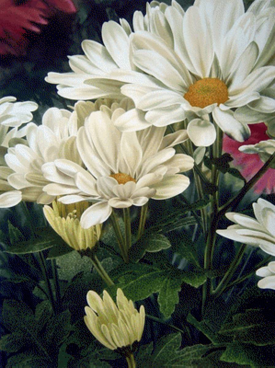 белая хризантема - растения, хризантелы, цветы - предпросмотр