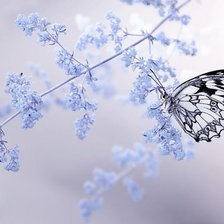 Схема вышивки «Хрупкость и красота природы»