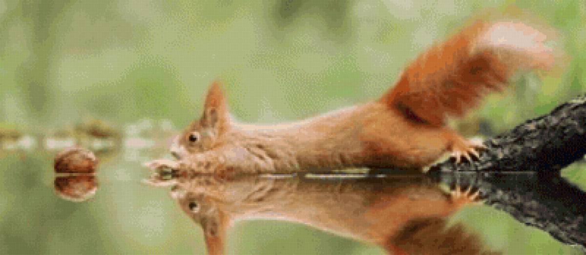 Белка и орех - орех, белка - предпросмотр