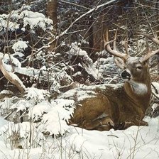 Схема вышивки «№2530258»